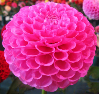 Dahlia ' 20TH AVE OLD MAJOR ' (S.B.) Gibson  USA  2022 Greater Philadelphia D. S. Show, Longwood Gardens, USA 2022 (David Brown)